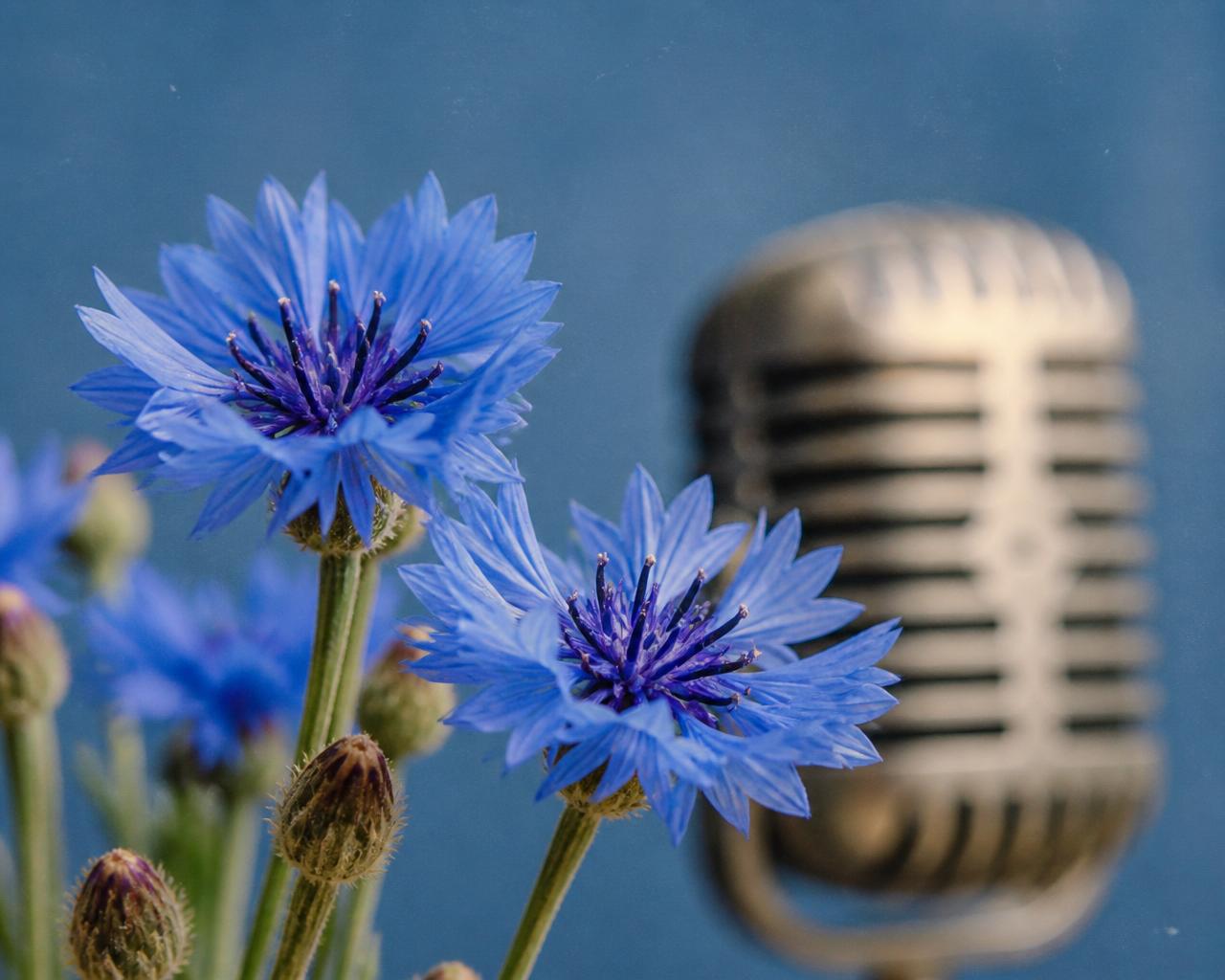 Bleuets et micro, philosophie sonore Compro